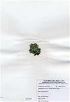 藏品(寬珊藻)的圖片